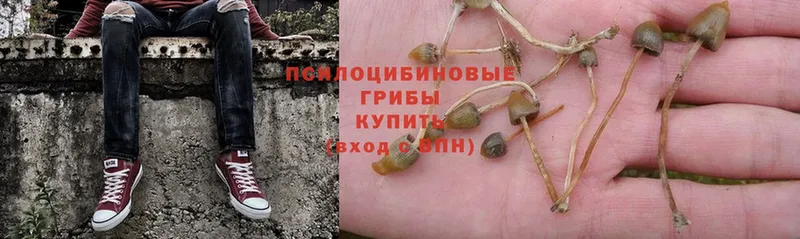 hydra ССЫЛКА  Полярные Зори  Галлюциногенные грибы Psilocybine cubensis 